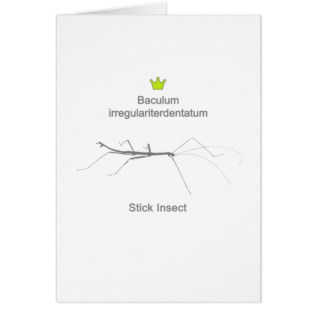 Stick Insect g5 (Voorkant)