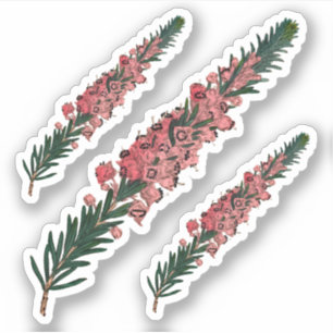 Sticker 3 Sprigs de Cornouailles (vagans d'Erica) - Contou