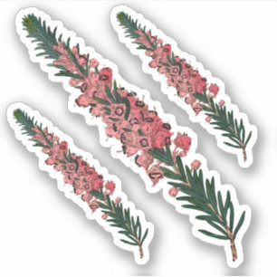 Sticker 3 Sprigs de Cornouailles (vagans d'Erica) - Contou