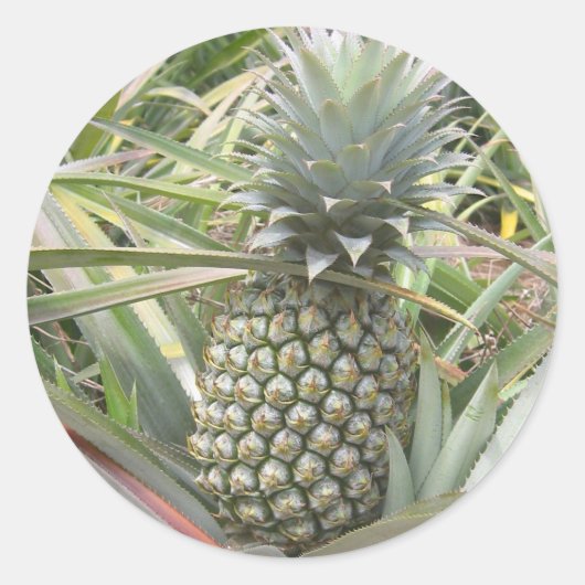 Sticker à ananas (Devant)