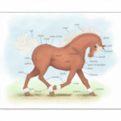 Sticker à anatomie équine Sorrel Horse ou Pony (Devant)