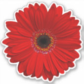 Sticker à baise rouge Gerber Daisy (Devant)