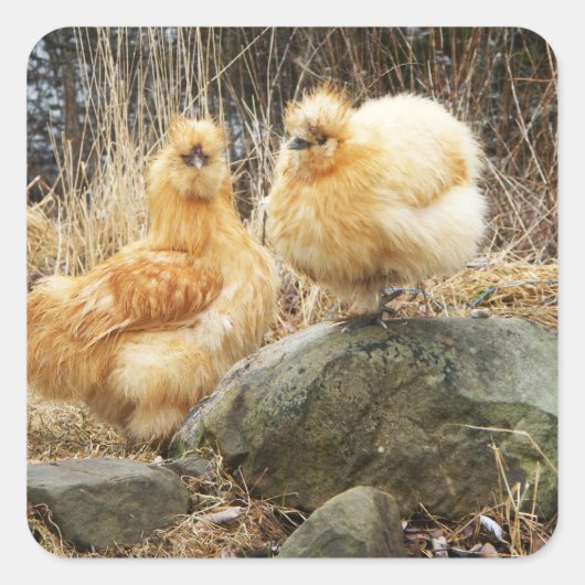 Sticker à deux poulets en soie (Devant)