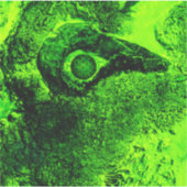 Sticker à la recherche de vert (Devant)