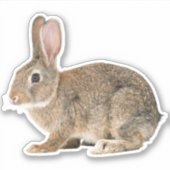Sticker à lapin de coton (Devant)
