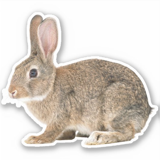 Sticker à lapin de coton (Devant)