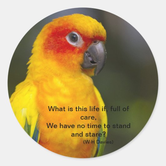 Sticker à perroquets Sun Conure (avec texte) (Devant)