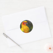 Sticker à perroquets Sun Conure (avec texte) (Enveloppe)