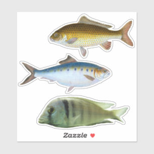 Sticker à poissons agrafés