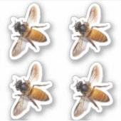Sticker Abeille, bourdon, abeille (Devant)