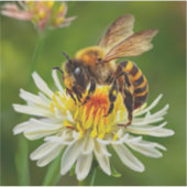 Sticker Abeille sur Fleur Blanche (Devant)