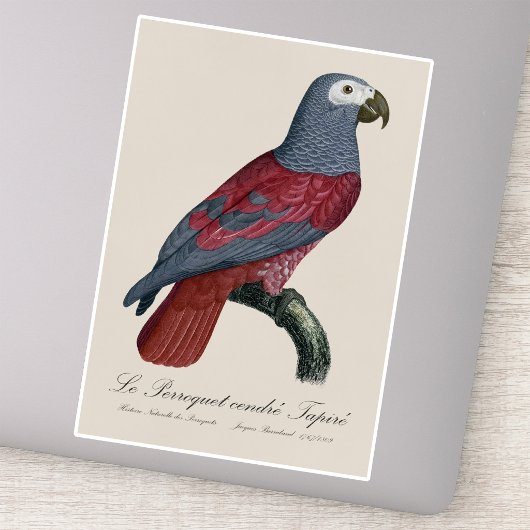 Sticker African Grey Parrot Red Factor Psittacus Erithacus