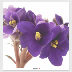 Sticker African violet