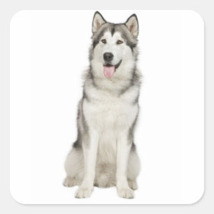 Sticker Aimez Malamute d'Alaska Gris et Chien Chien Noir