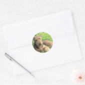 Sticker Airedale Terrier (Enveloppe)