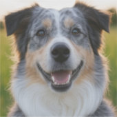 Sticker Ajouter une Personnaliser photo pour animaux domes (Devant)