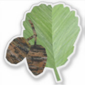 Sticker Alder (Devant)