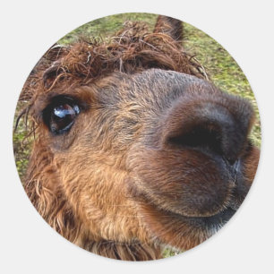 Sticker Alpaca