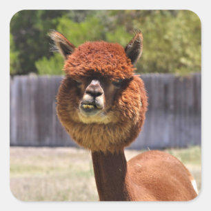 Sticker Alpaca drôle