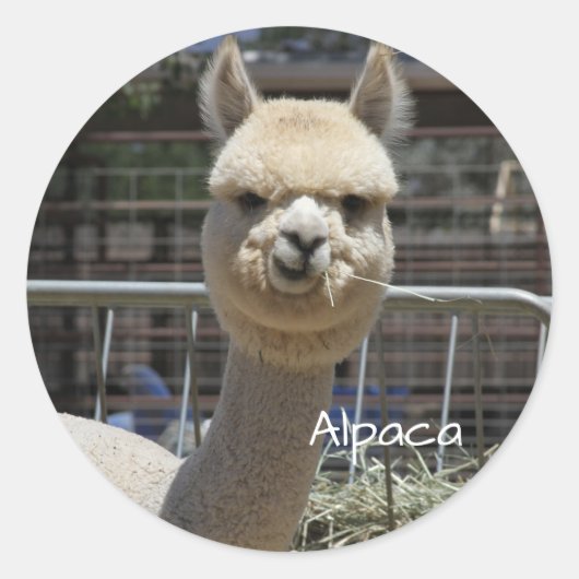 Sticker Alpaca drôle (Devant)