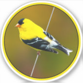 Sticker American Goldfinch - Photo originale (Devant)