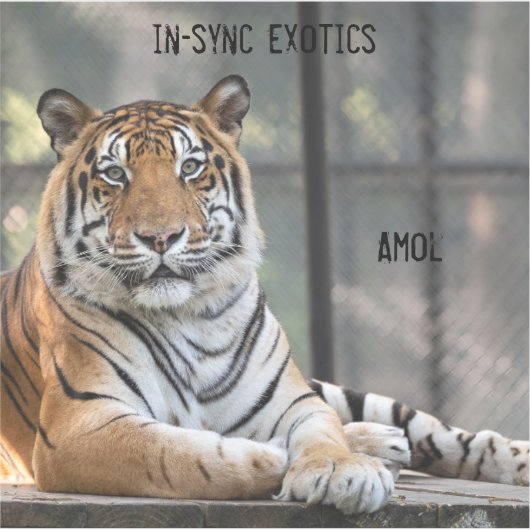 Sticker Amol - (Devant)