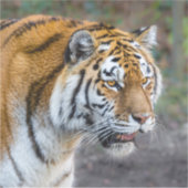 Sticker Amur tiger (Devant)