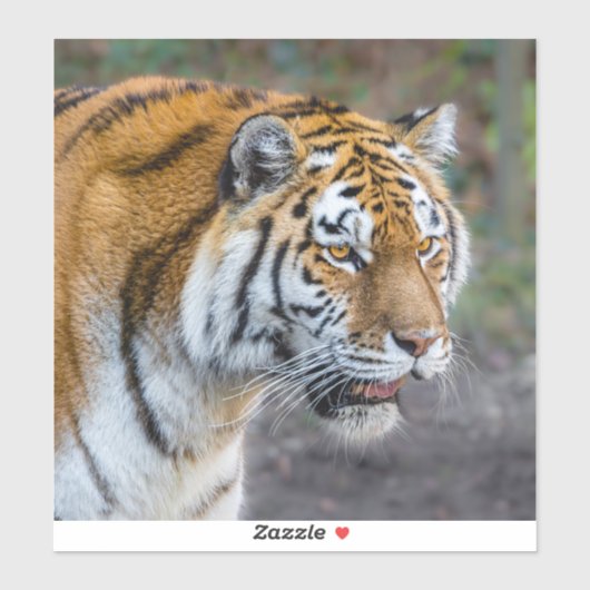 Sticker Amur tiger (Feuille)