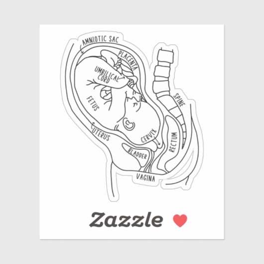 Sticker Anatomie De Grossesse, Foetus En Utero, Cadeau De (Feuille)