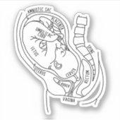 Sticker Anatomie De Grossesse, Foetus En Utero, Cadeau De (Devant)