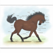 Sticker Anatomie équestre de la baie ou du poney (Devant)