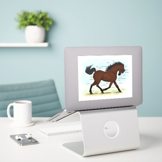 Sticker Anatomie équestre de la baie ou du poney (Ordinateur portable sur le bureau)