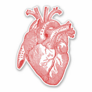 Sticker Anatomie humaine vintage Coeur rouge