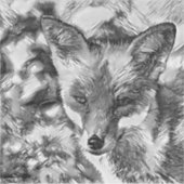 Sticker AnimalArtBW_Fox_001 (Devant)