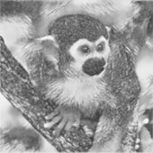 Sticker AnimalArtBW_Monkey_002 (Devant)