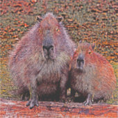 Sticker AnimalMix_Capybara_003 (Devant)