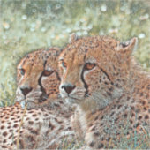 Sticker AnimalMix_Cheetah_031 (Devant)