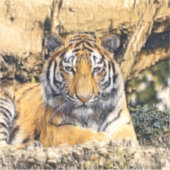 Sticker AnimalMix_Tiger_009 (Devant)