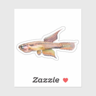 Sticker aphyosemion bitaeniatum ijebu ode Killifish