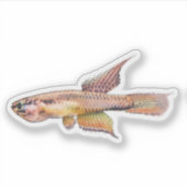 Sticker aphyosemion bitaeniatum ijebu ode Killifish (Devant)