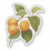 Sticker Apricots orange vintage (Devant)