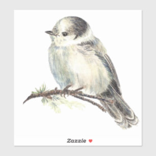 Sticker Aquarelle Gris Jay Faune Oiseau Nature Art
