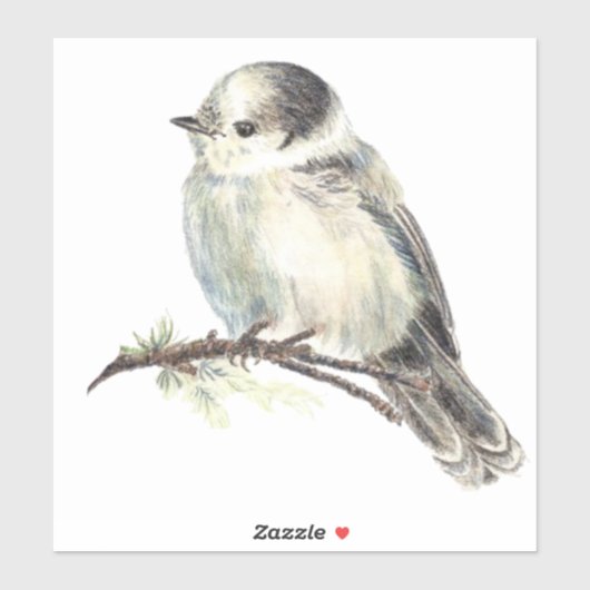 Sticker Aquarelle Gris Jay Faune Oiseau Nature Art (Feuille)