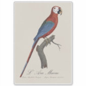 Sticker Ara chloroptère (Devant)