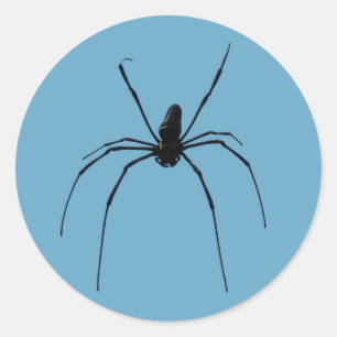 Sticker Araignée Classic Rond, Glossy