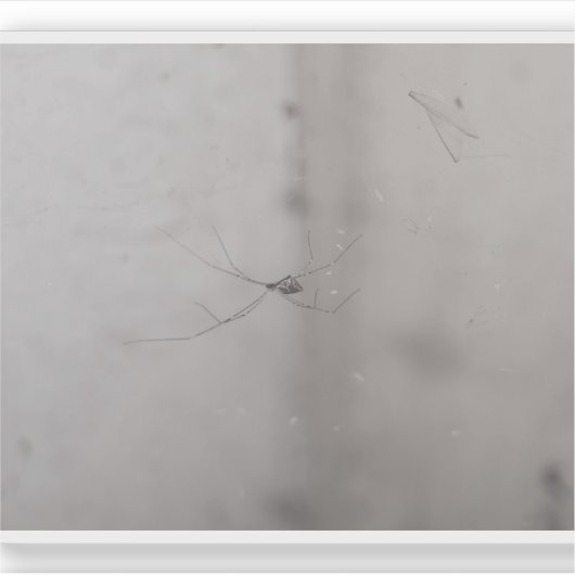 Sticker araignée de cave cosmopolite (Devant)