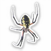 Sticker Araignée de jardin jaune (Recto)