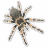 Sticker Araignée mygale (Devant)
