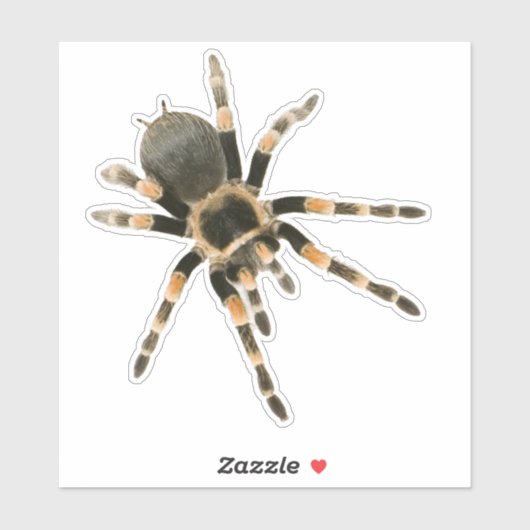 Sticker Araignée mygale (Feuille)
