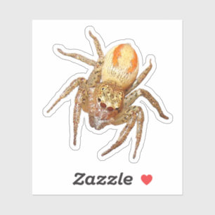 Sticker Araignée sauteuse dimorphe (Maevia inclemens)